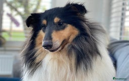 Rough Collie dogs for sale: KC Reg Unaffected Rough Collie Puppies - Image 1