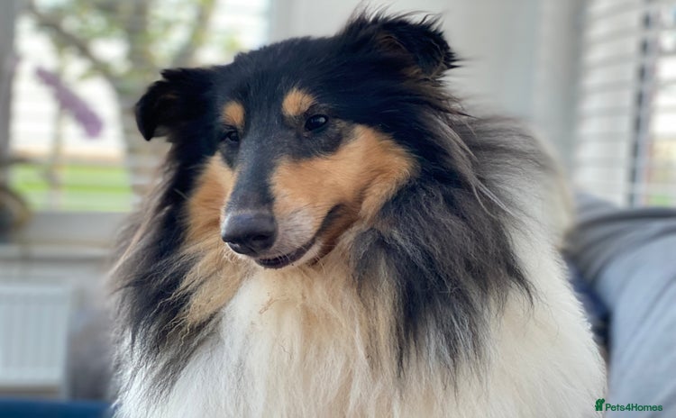 Rough Collie dogs - Advert 4