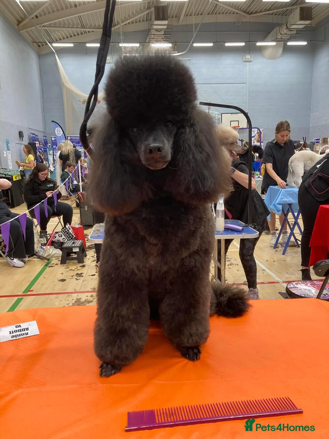 Toy Poodle dogs for stud: Health Tested Toy poodle for stud in Wareham - Advert 3