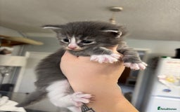 Maine Coon cats for sale: Beautiful RARE coloured Maine Coons - Image 32