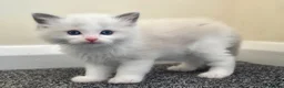Ragdoll cats for sale: Pure ragdolls for sale - Advert 19