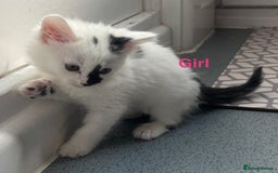 Mixed Breed cats for sale: Beautiful kittens  - Image 1