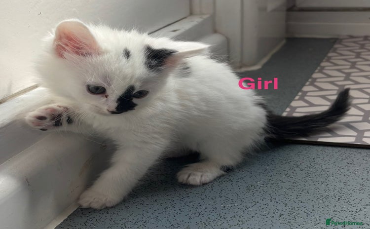 Mixed Breed cats - Advert 15