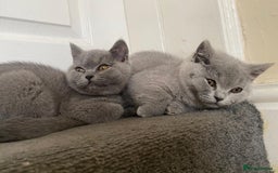 British Shorthair cats for sale: GCCF Active Championship line Blue & Lilac Kittens - Image 20
