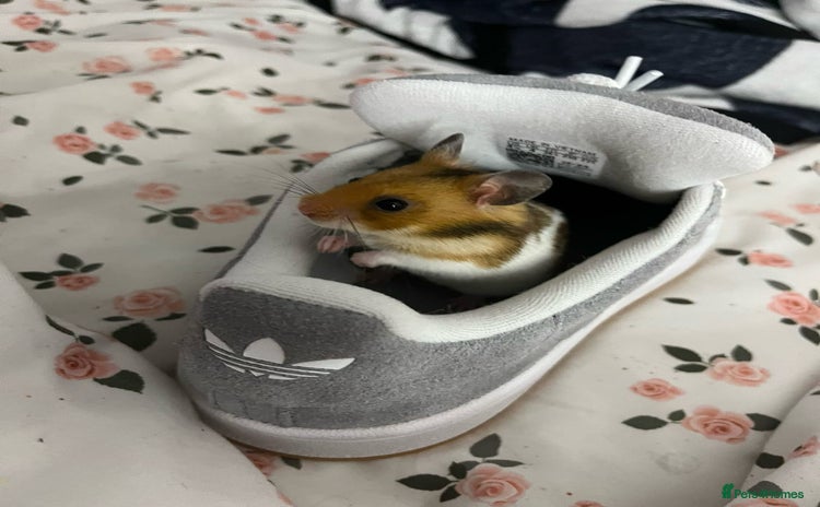 Hamster rodents - Advert 6