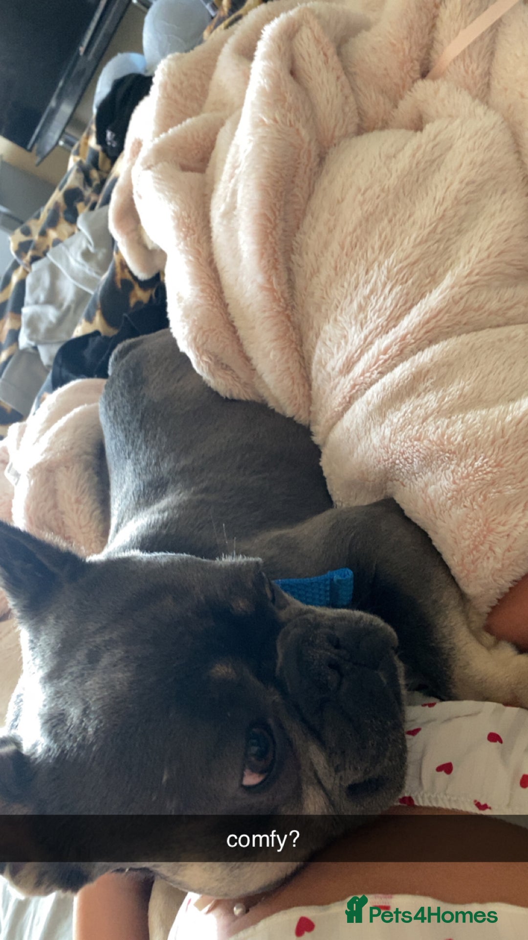French Bulldog dogs for sale: Male Frenchie 2 years old - Image 3