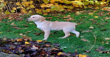 Labrador Retriever dogs - Advert 13