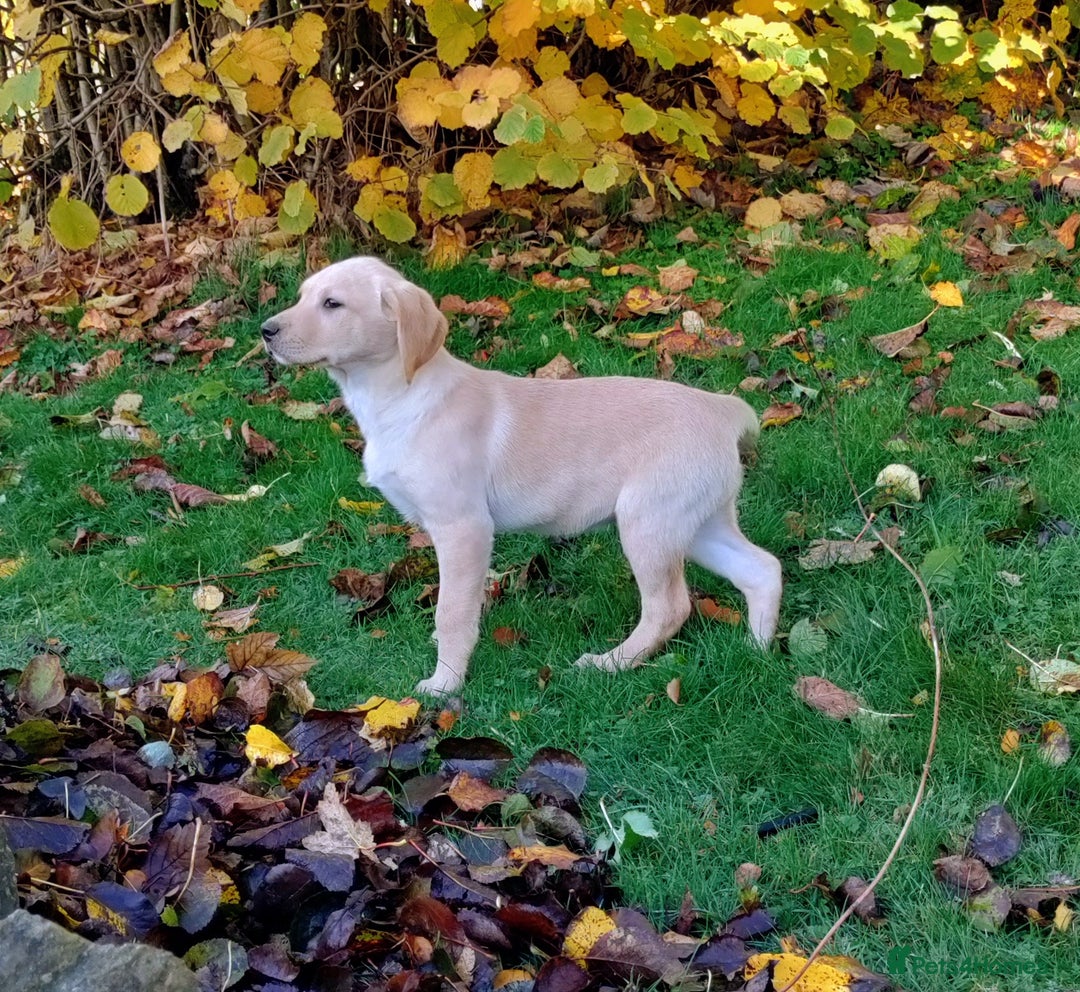 Labrador Retriever dogs for sale: Labrador pups for sale  - Advert 3