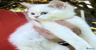 British Shorthair cats - Advert 13