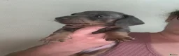 Miniature Dachshund dogs for sale: 2 x Boys Left Miniature Dachshund Pups - Advert 23