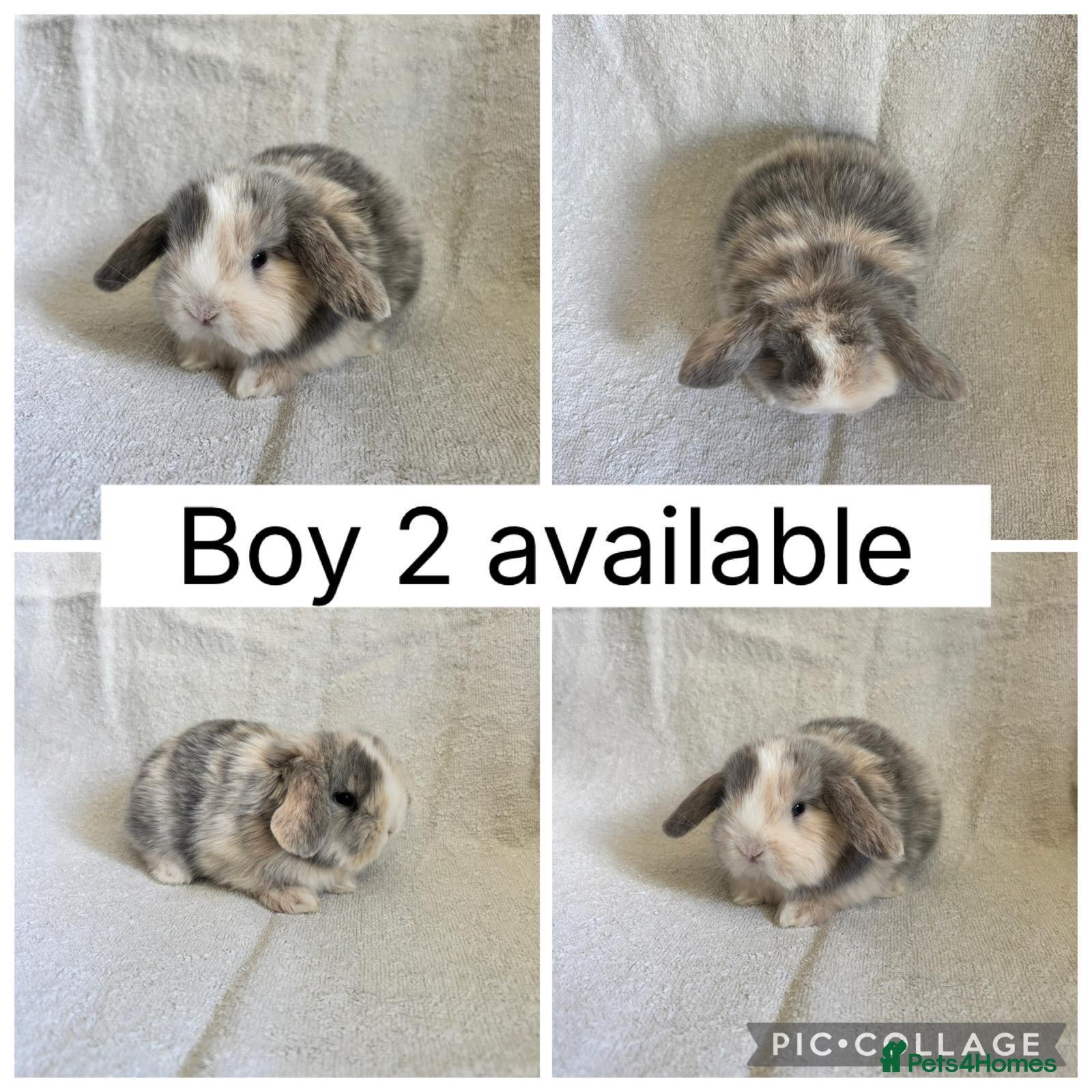 Mini Lop rabbits 6 beautiful baby mini lops ready to reserve - Advert 2