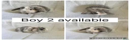 Mini Lop rabbits for sale: 6 beautiful baby mini lops ready to reserve - Advert 5