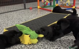 Labrador Retriever dogs for sale: Labrador puppies  - Advert 2