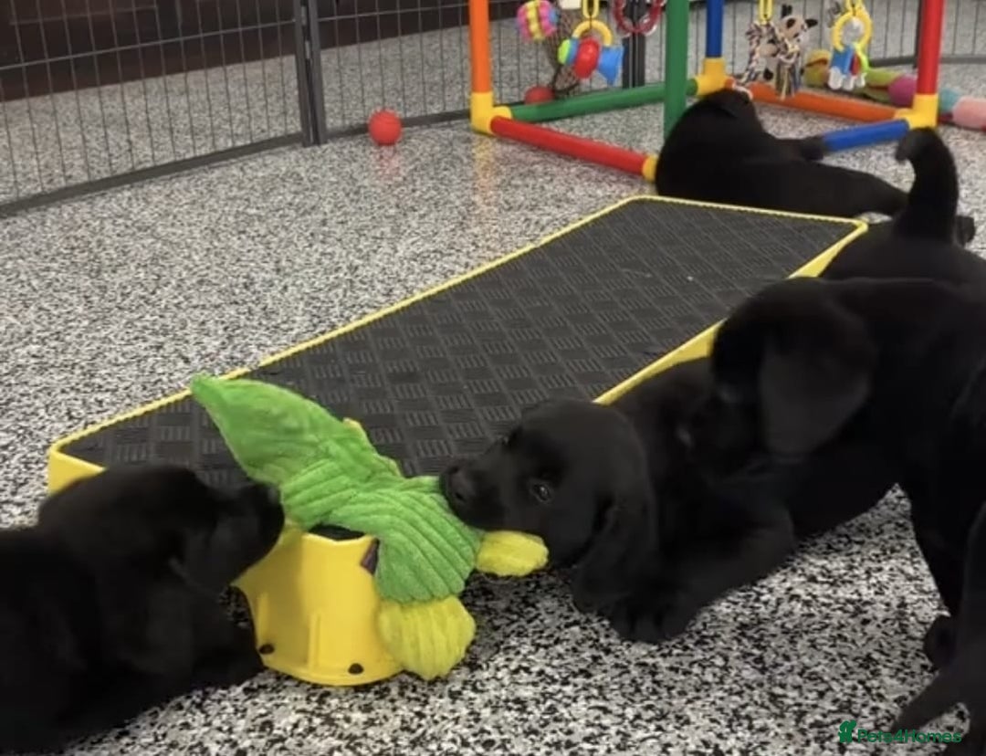 Labrador Retriever dogs for sale: Labrador puppies  - Advert 2