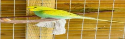 Budgerigars birds for sale: Budgie baby bird for 40 - Advert 6