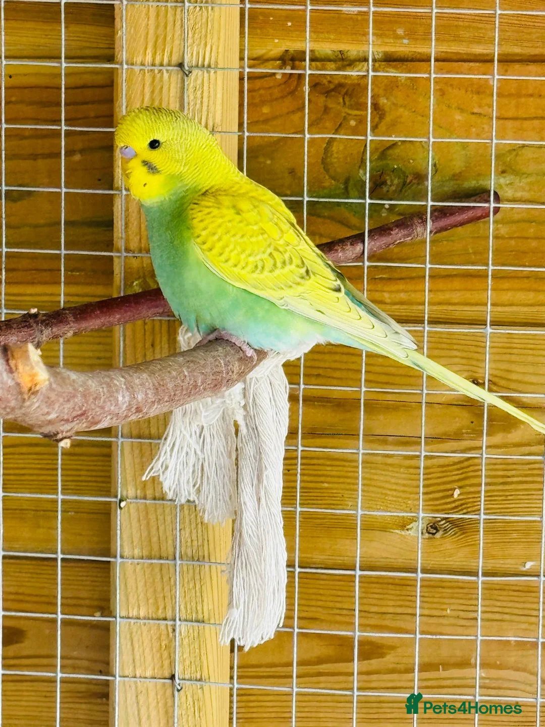 Budgerigars birds for sale: Budgie baby bird for 40 - Advert 6