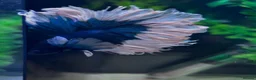 Bettas fish for sale: Betta Fish Sale!! - Advert 3