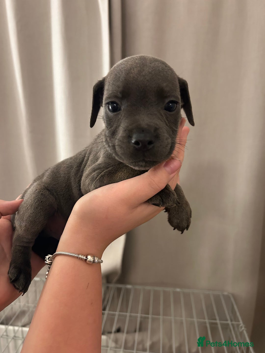 Staffordshire Bull Terrier dogs for sale: Stunning pure blue staffies - Image 12