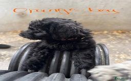 Goldendoodle dogs for sale:  F1b golden doodle puppies ready to go.  in Llandeilo - Image 16
