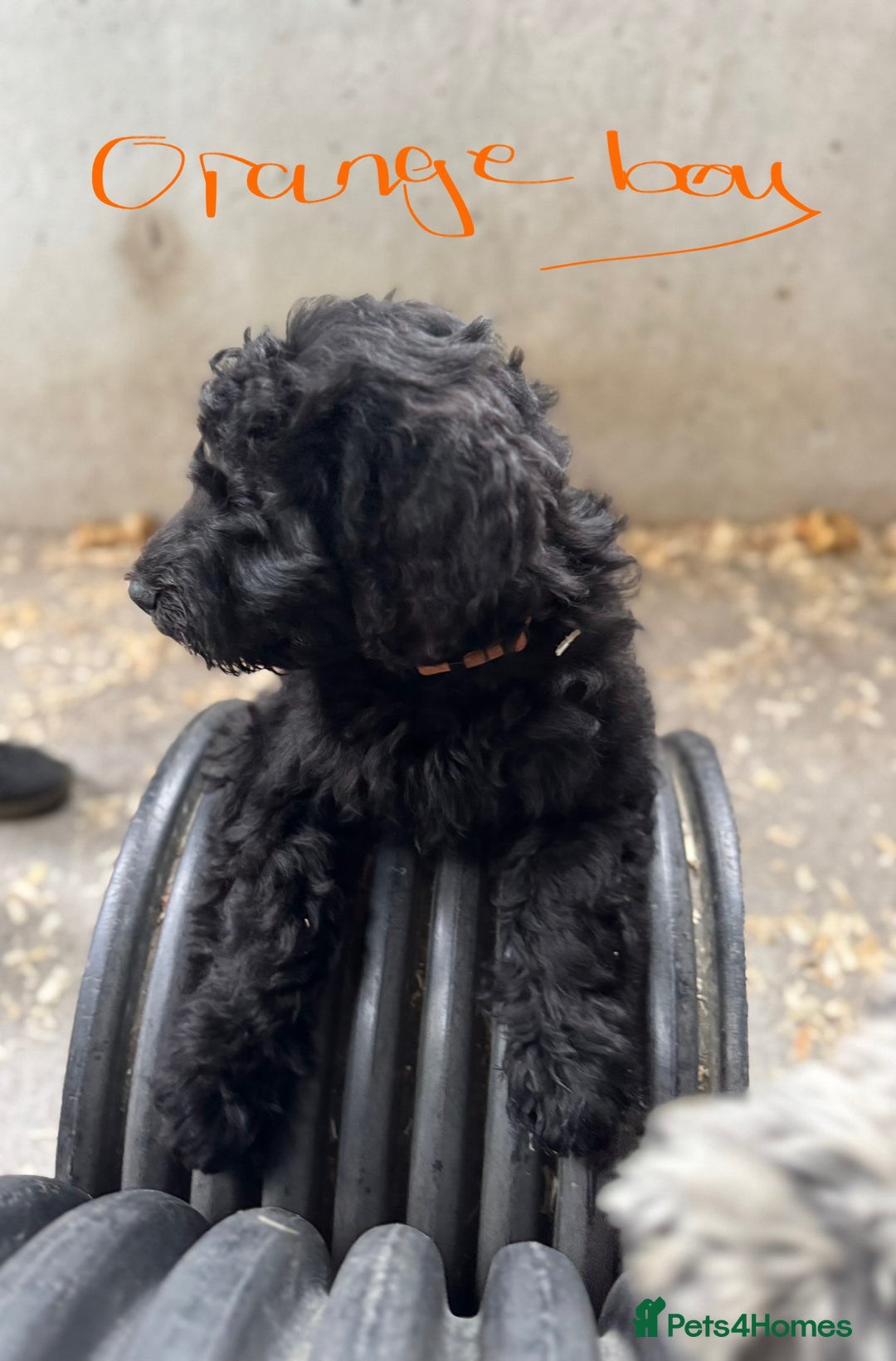 Goldendoodle dogs for sale:  F1b golden doodle puppies ready to go.  in Llandeilo - Image 16
