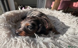 Miniature Dachshund dogs for sale: Beautiful litter of long haired mini dachshunds  - Image 10