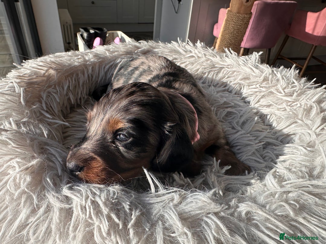 Miniature Dachshund dogs for sale: Beautiful litter of long haired mini dachshunds  - Image 10