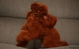 Toy Poodle dogs for sale: READY TO GO ASIAN DARK RED TOY POODLE PUPPIES - Image 24