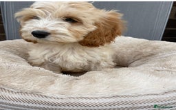 Cockapoo dogs for sale: Quality cockapoo pups  - Image 9