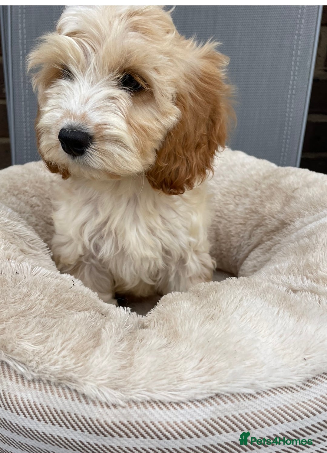 Cockapoo dogs for sale: Quality cockapoo pups  - Image 9