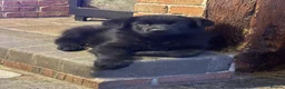 German Shepherd dogs for sale: Female German shepherd  - Advert 1