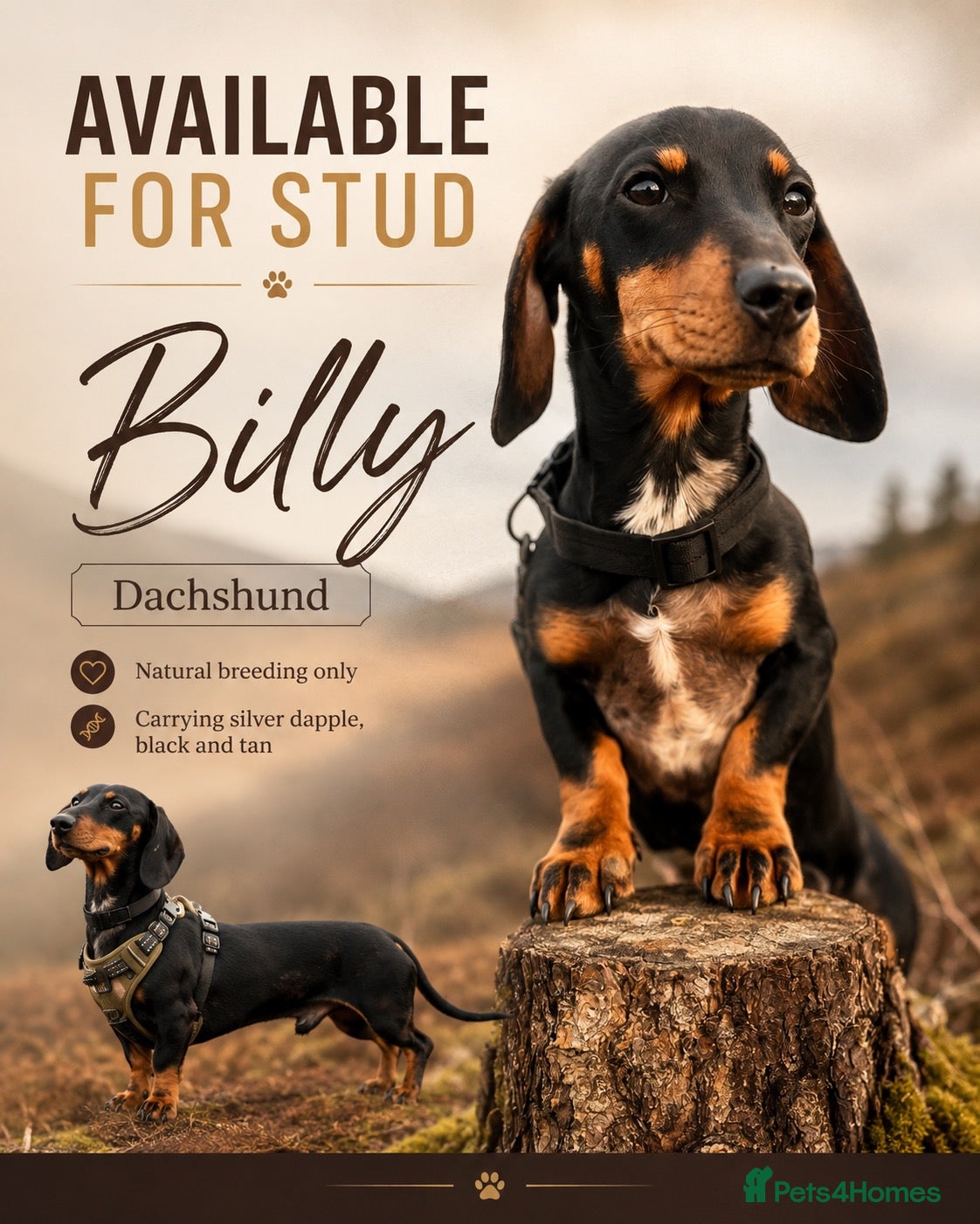 Dachshund dogs Standard x miniature (silver dapple ,black and tan - Advert 5