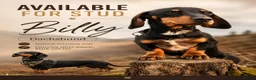 Dachshund dogs for stud: Standard x miniature (silver dapple ,black and tan in Pontypool - Advert 1