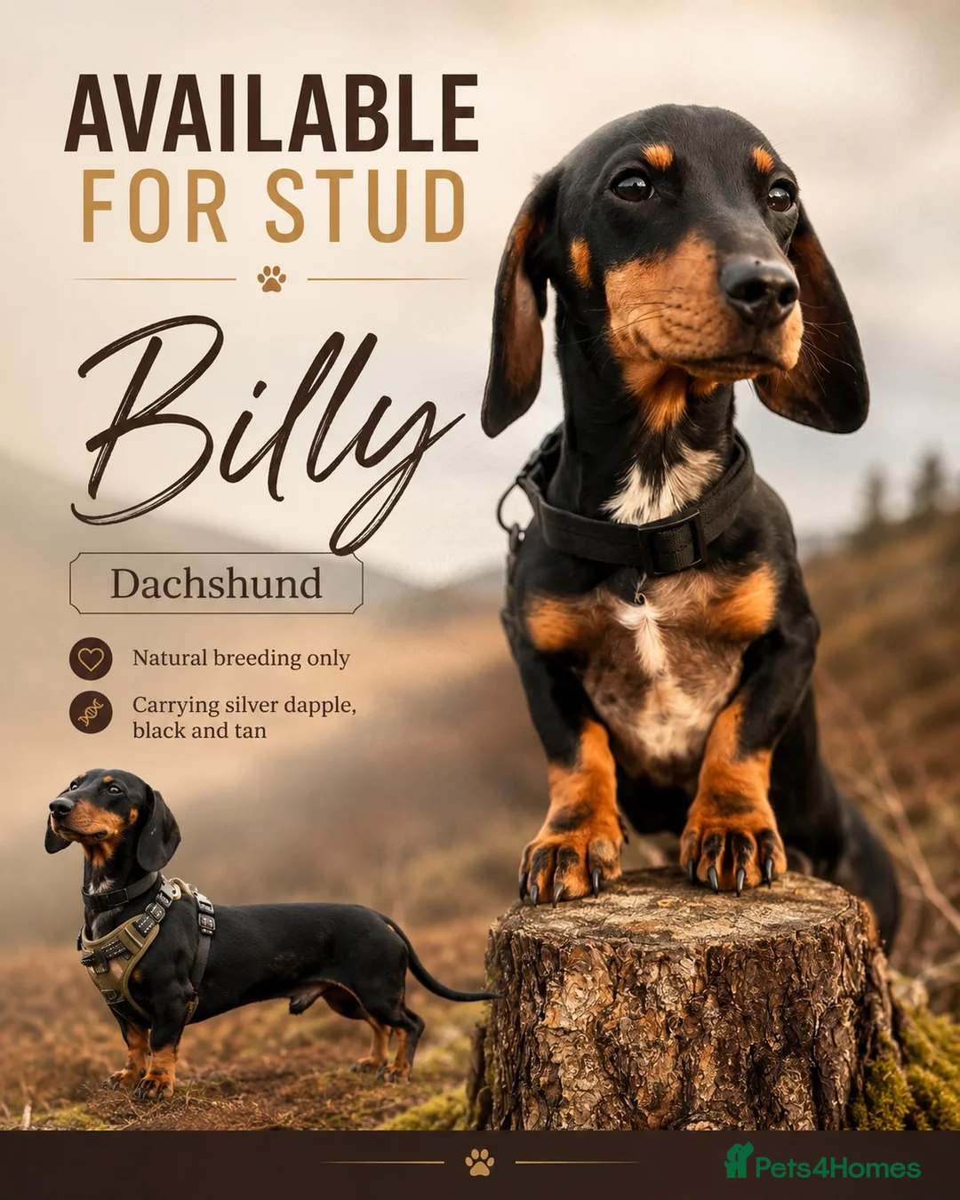 Dachshund dogs for stud: Standard x miniature (silver dapple ,black and tan in Pontypool - Advert 1