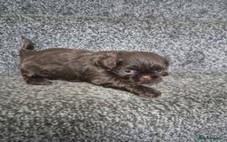 Shih Tzu dogs for sale: Imperial shih tzu puppies - Image 13