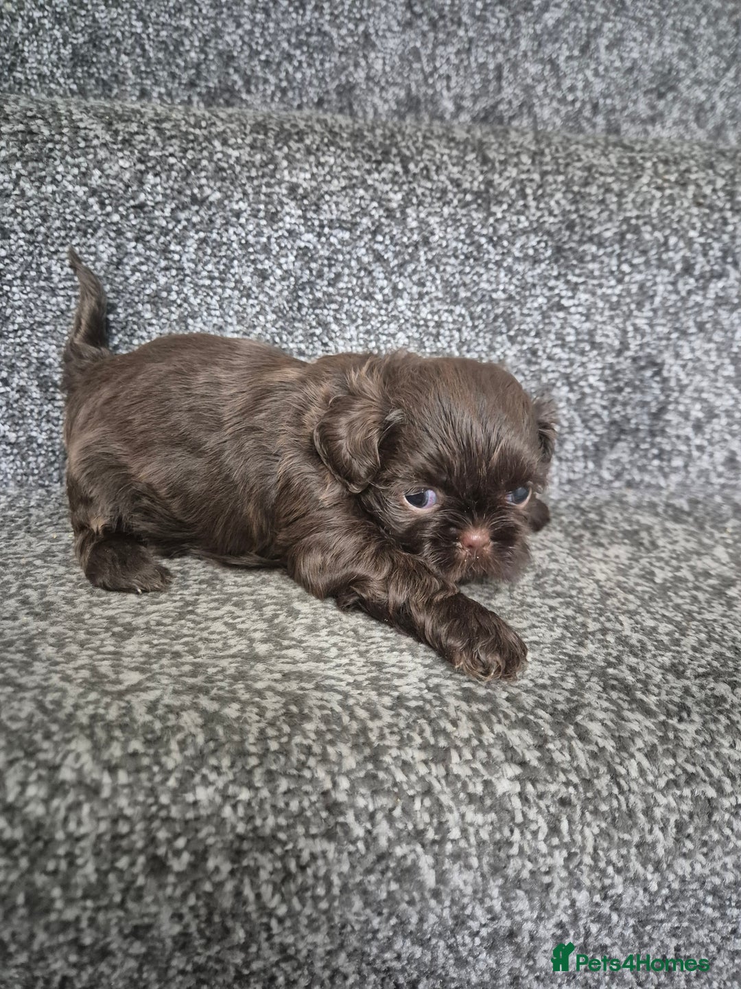 Shih Tzu dogs for sale: Imperial shih tzu puppies - Image 13