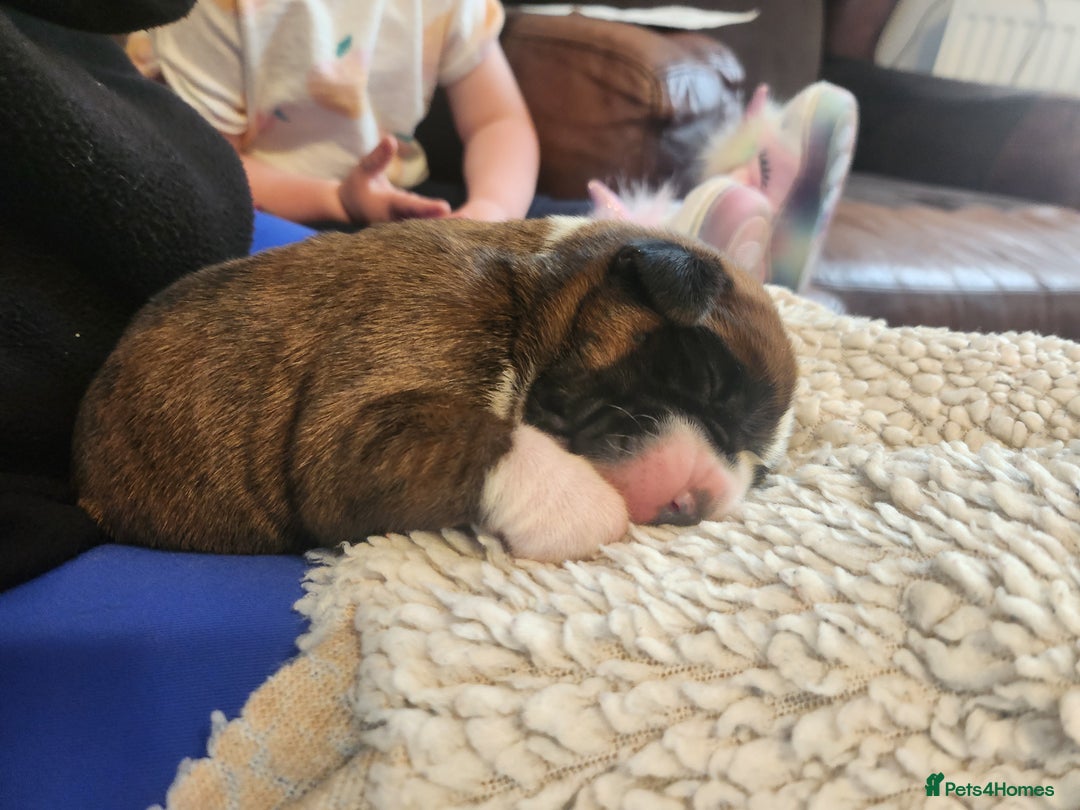 Boxer dogs for sale: 🌟KC REG BOBTAIL BOXER PUPS🌟 - Image 18