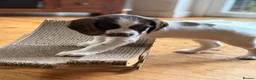 English Springer Spaniel dogs for sale: Gorgeous Springer Spaniel Pups - Advert 15