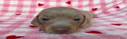 Miniature Dachshund dogs for sale: KC Isabella & Tan - 11 weeks for rehoming - Advert 23