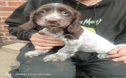 Cocker Spaniel dogs for sale: Working Cocker Spaniel Puppies For Sale - Image 6