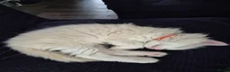 Ragdoll cats for sale: Four gorgeous Ragdoll kittens  - Advert 9