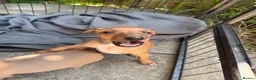 Italian Greyhound dogs for sale: Reduced! 2 Italian grey hounds boys available  - Advert 21