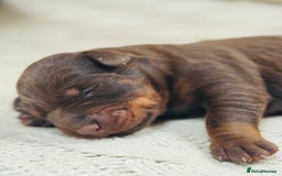 Dobermann dogs for sale: Champion European Doberman Puppies Kc-reg  - Advert 3