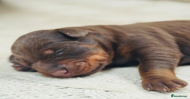 Dobermann dogs - Advert 14