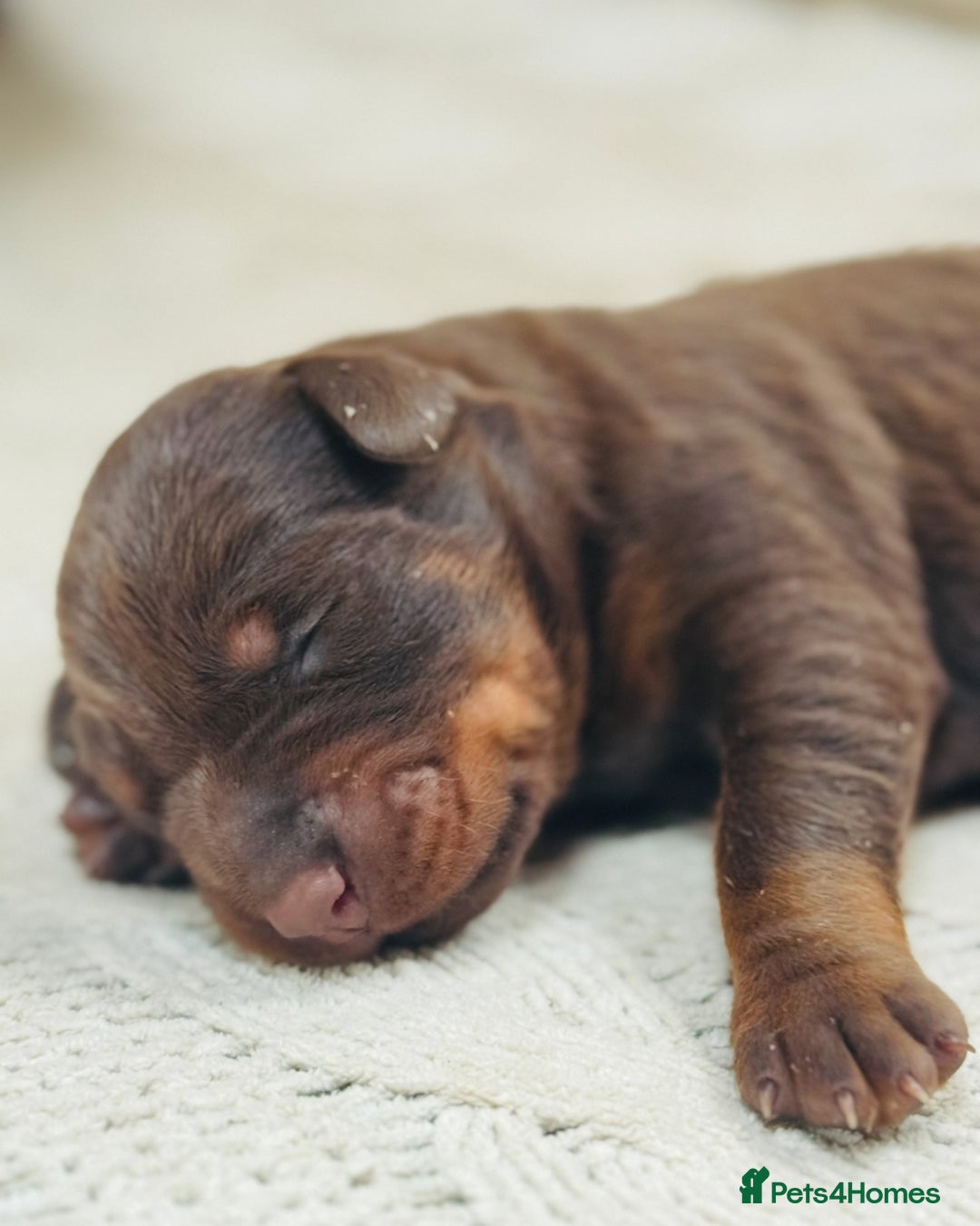 Dobermann dogs for sale: Champion European Doberman Puppies Kc-reg  - Advert 3