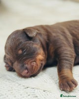 Dobermann dogs - Advert 2