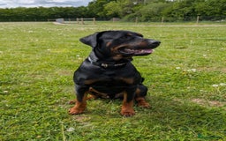 Dobermann dogs for sale: Male Rotterman  - Image 2