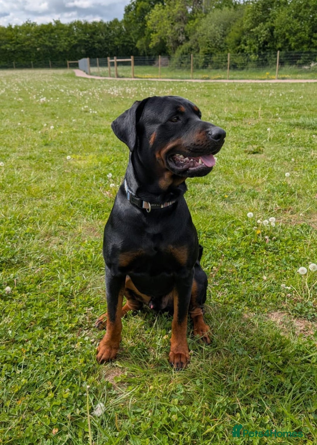 Dobermann dogs for sale: Male Rotterman  - Image 2