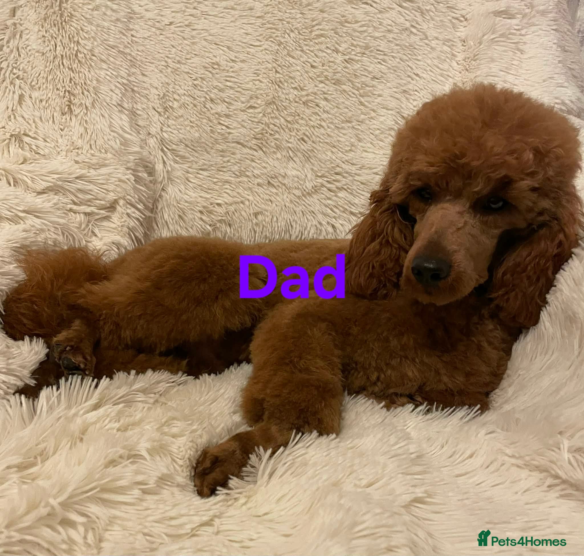 Mini Goldendoodle dogs for sale: Mini F1B Goldendoodles in Ballymoney - Advert 15