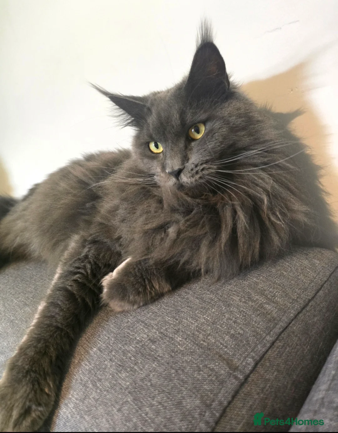 Maine Coon cats for sale: Blue female Maine coon - Advert 11