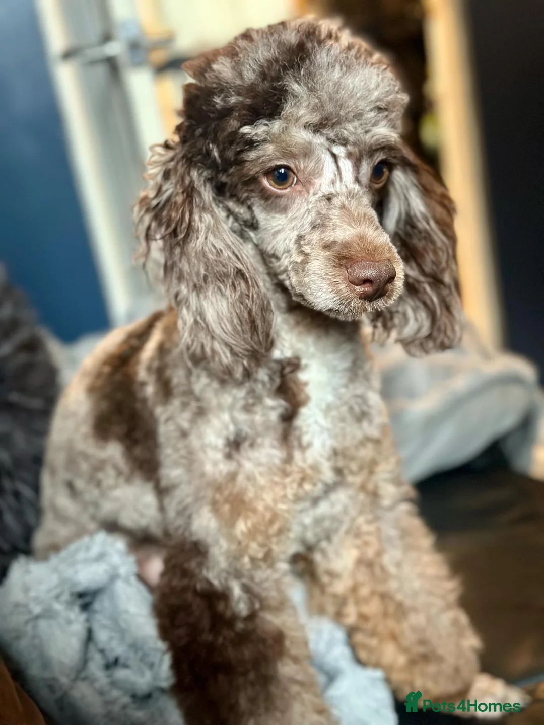 Miniature Poodle dogs for stud: Proven chocolate phantom merle mini poodle stud - Advert 2